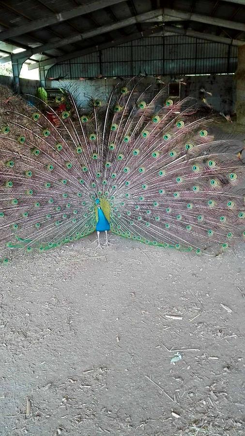 Agriturismo Amicizia Cassano delle Murge Dış mekan fotoğraf