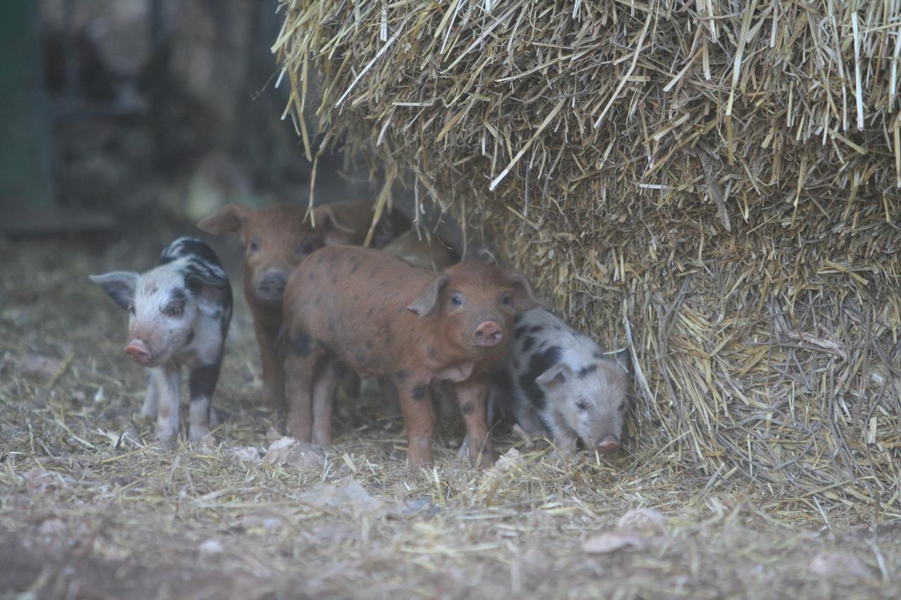Agriturismo Amicizia Cassano delle Murge Dış mekan fotoğraf